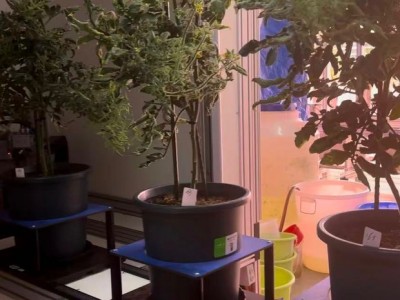 最專業(yè)的股票配資：給植物“做體檢”：南繁硅谷呈現(xiàn)育種新圖景