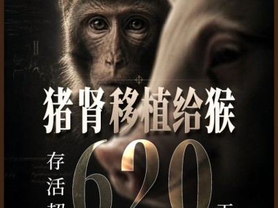 杭州配資：豬腎移植到猴身上，存活超620天刷新紀錄，異種器官移植迎來“中國時刻”