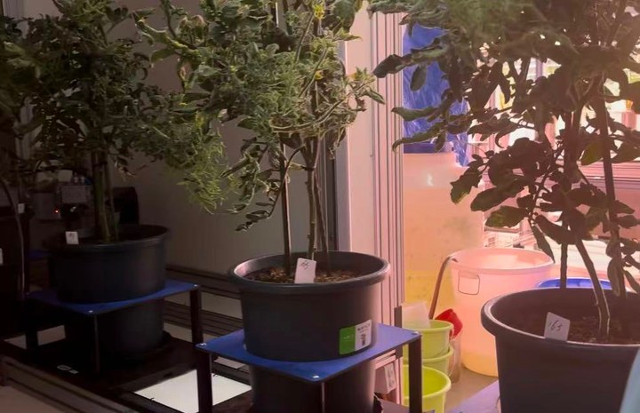 給植物“做體檢”：南繁硅谷呈現育種新圖景 ｜ 活力中國調研行
